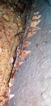 Schoolmasters peeking out from wing